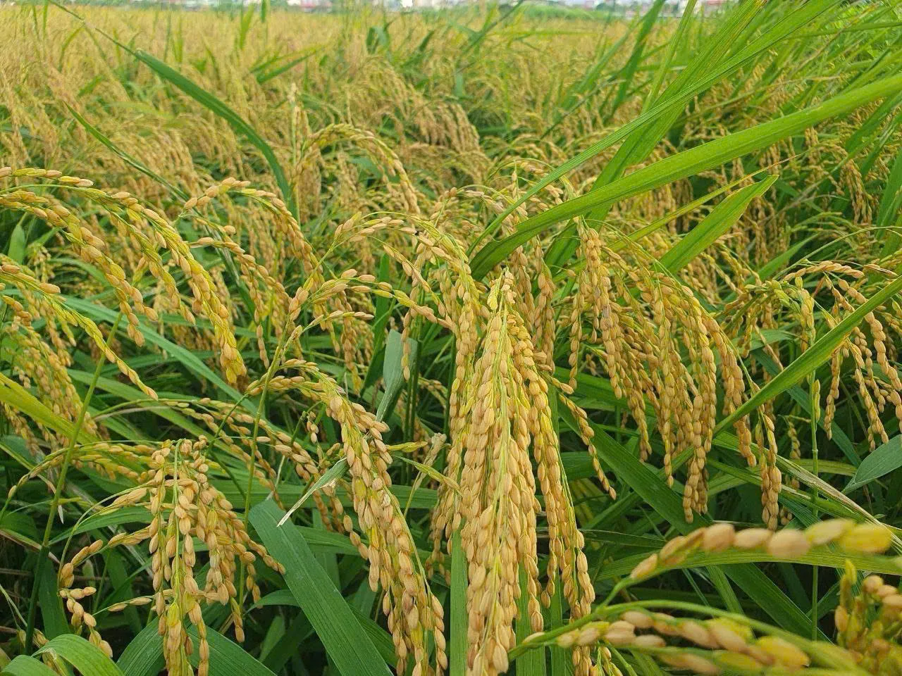ENZYME CẢI TẠO ĐẤT S2n : TĂNG NĂNG SUẤT, PHẨM CHẤT SẢN PHÂM SAU THU HOACH
